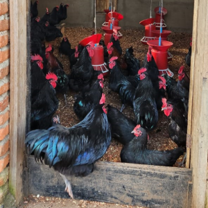galinheiro